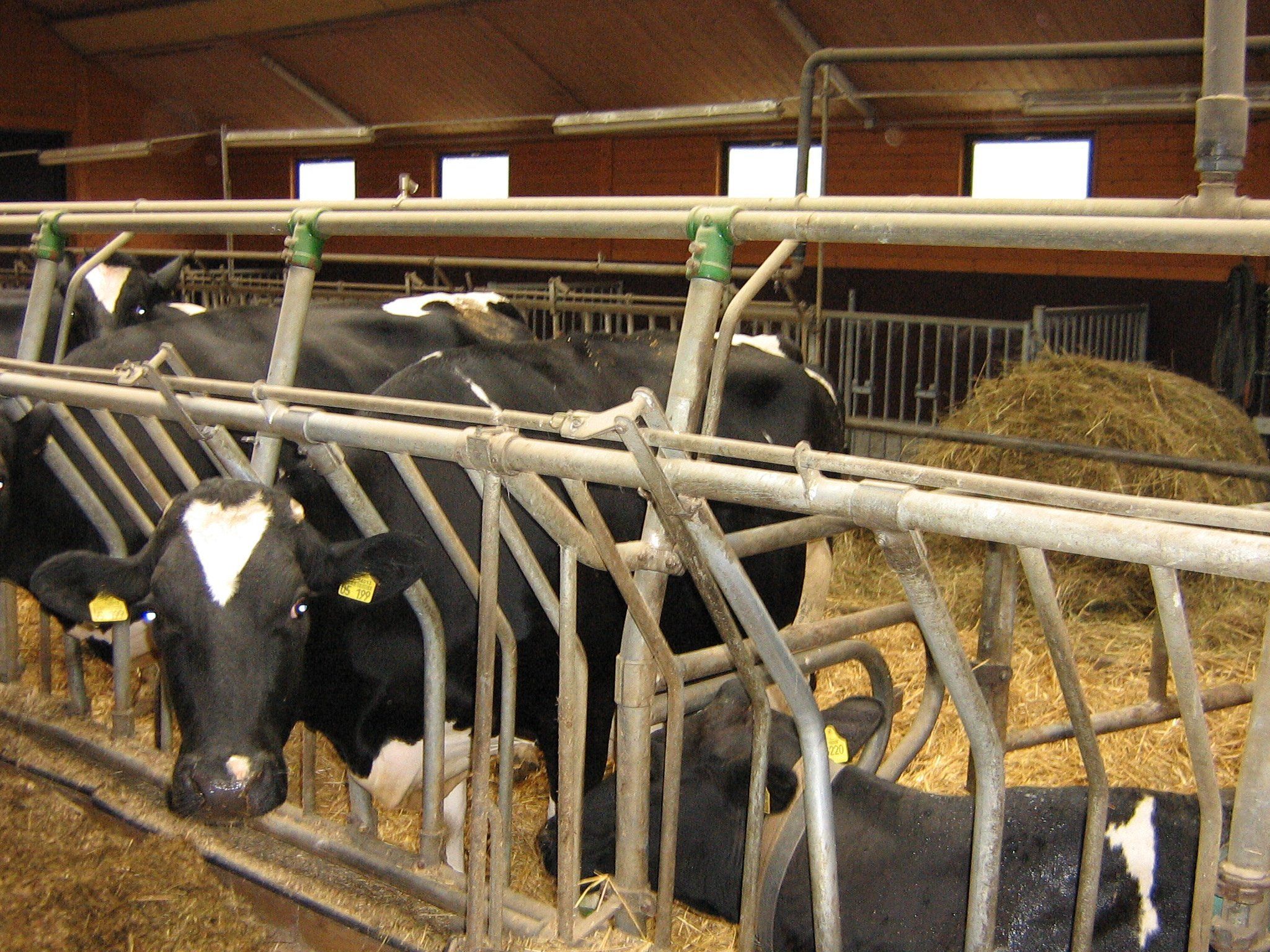 Milchkühe am Fressgitter im Stall der AGRAR eG